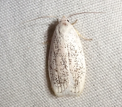 Durrantia piperatella