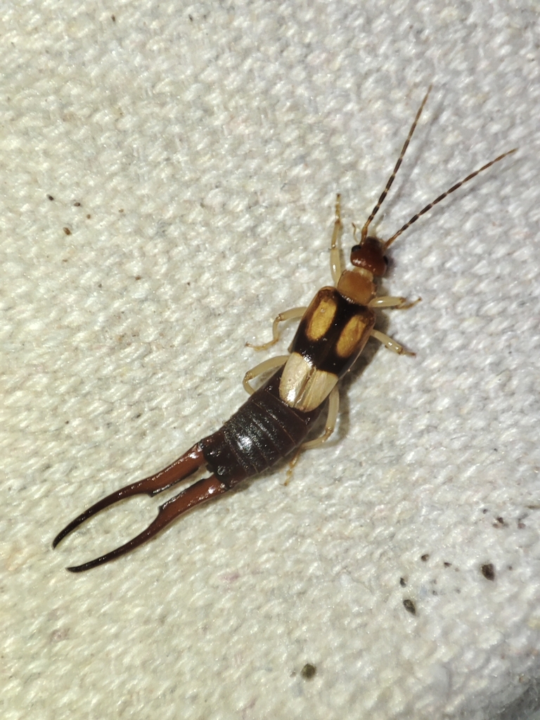 Desert Earwig