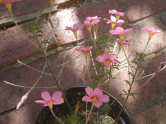Oxalis hirta tenuicaulis