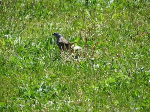White-crowned Sparrow photographed in Indiana