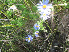 Felicia aethiopica
