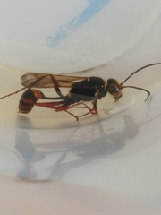 Sceliphron curvatum
