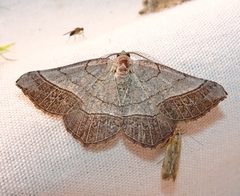Eumacaria madopata