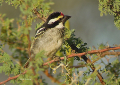 Acacia Pied Barbet photo 5