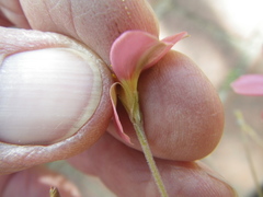 Oxalis hirta tenuicaulis