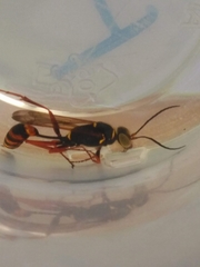 Sceliphron curvatum