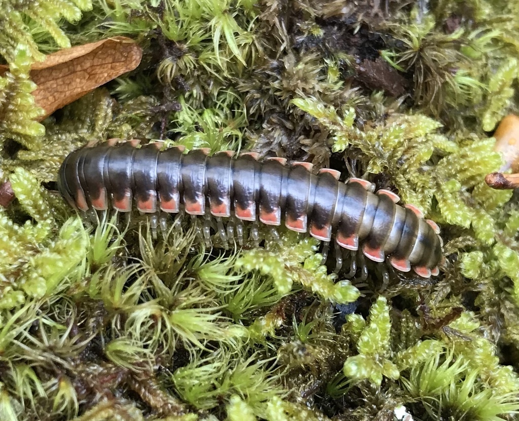 Heathland Twisted-Claw Millipede