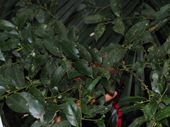 Ilex ficoidea