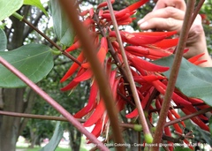 Erythrina rubrinervia