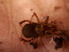 Zamora granulata