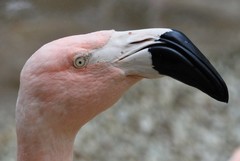 Chilean Flamingo photo 4