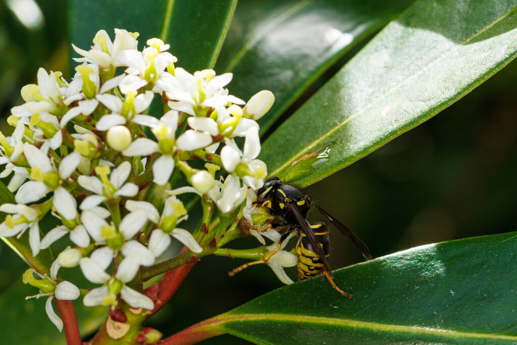 Forest Yellowjacket