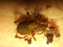 Zamora granulata