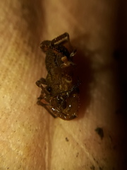 Zamora granulata