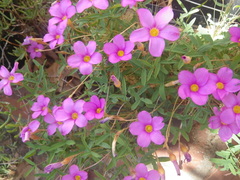 Oxalis ciliaris