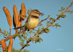 Prinia flavicans
