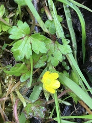 Ranunculus taisanensis