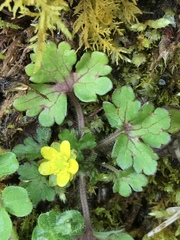Ranunculus taisanensis