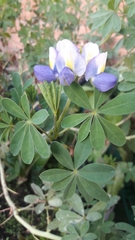 Lupinus bogotensis