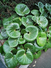 Ligularia reniformis