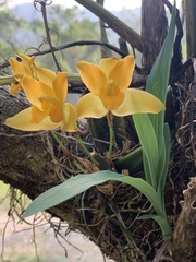 Lycaste