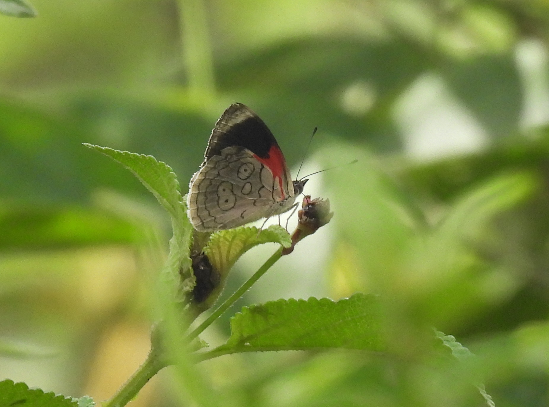 Diaethria ceryx image