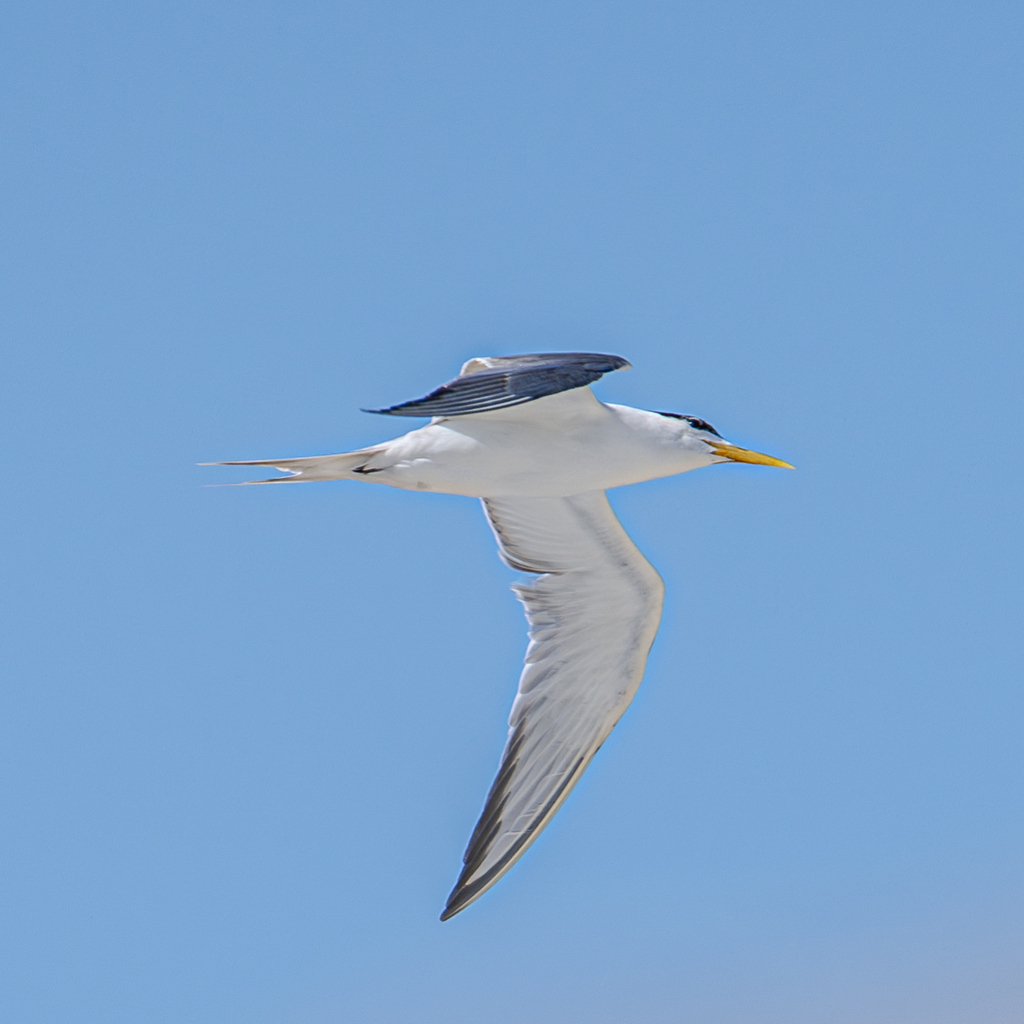 Southern African Greater Crested Tern from City of Cape Town, ZA-WC, ZA ...