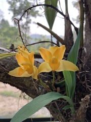 Lycaste