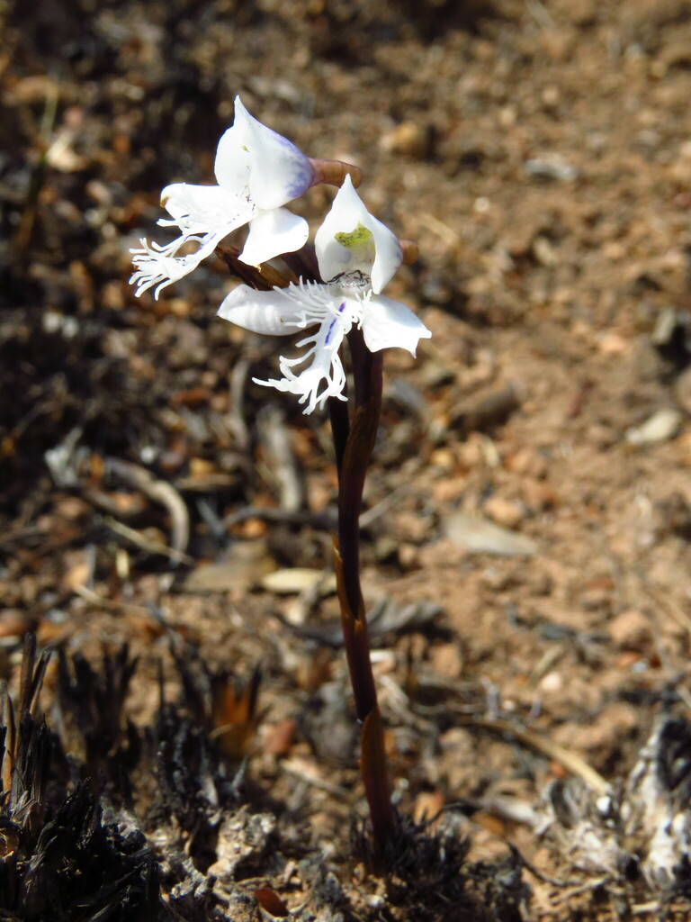 Disa longilabris