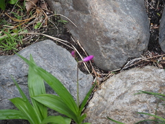 Bletilla striata