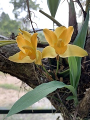 Lycaste