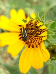 Astylus vittaticollis