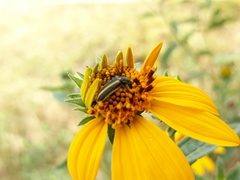 Astylus vittaticollis