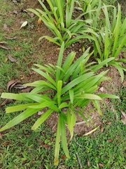 Hymenocallis littoralis