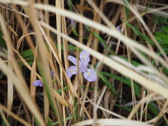 Iris gracilipes