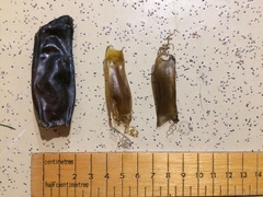 Scyliorhinus stellaris