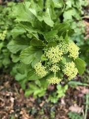 Smyrnium olusatrum