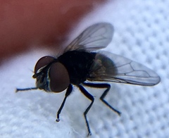 Phasia pusilla
