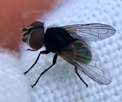 Phasia pusilla