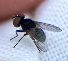 Phasia pusilla