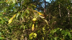 Sclerocroton