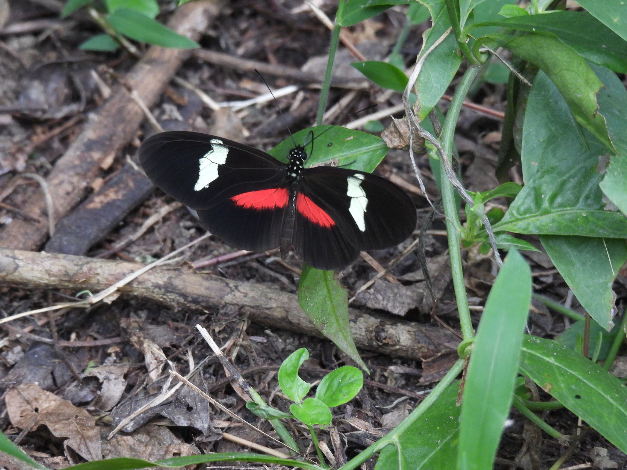 Heliconius himera image