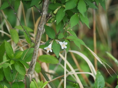 Diabelia spathulata