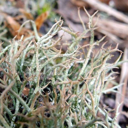 many-forked cladonia