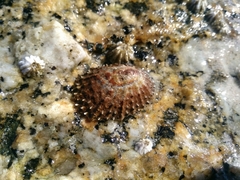 Scutellastra granularis