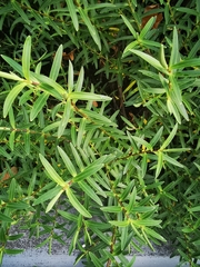 Veronica strictissima