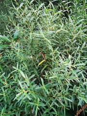 Veronica strictissima