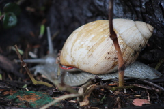 Megalobulimus lorentzianus