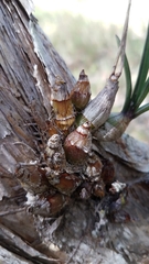 Dendrobium canaliculatum
