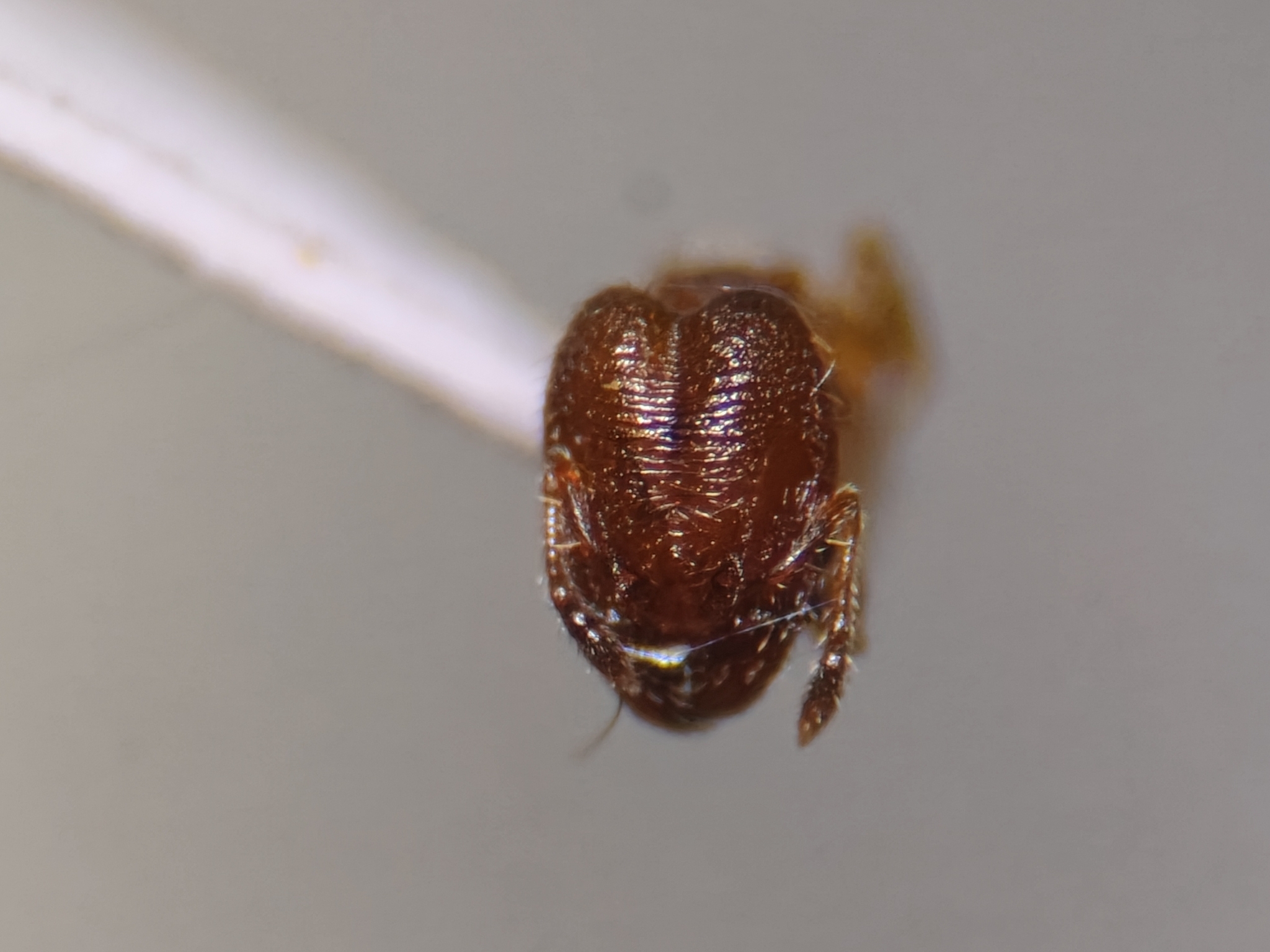 Pheidole transversostriata